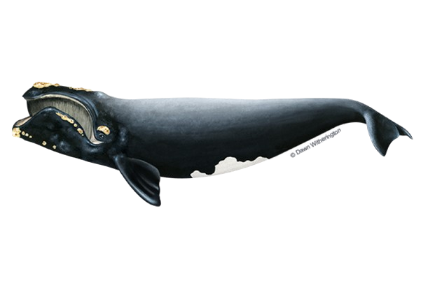 Right Whale